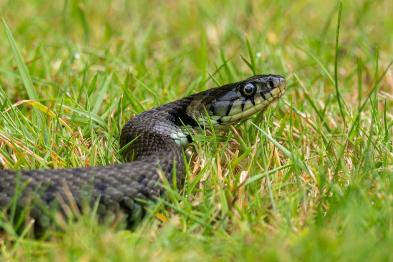 Une couleuvre d'eau dans l'herbe