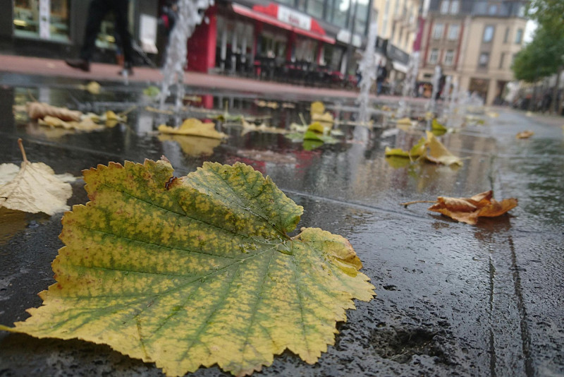 Feuille d'arbre par terre dans une rue sous la pluie