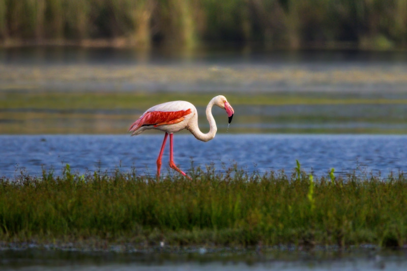 Flamant rose en camargue
