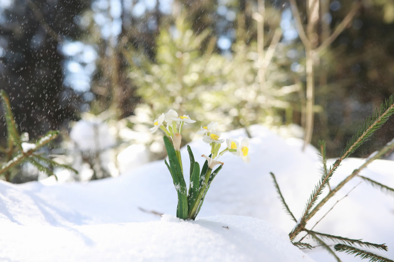 Une fleur perce sous la neige