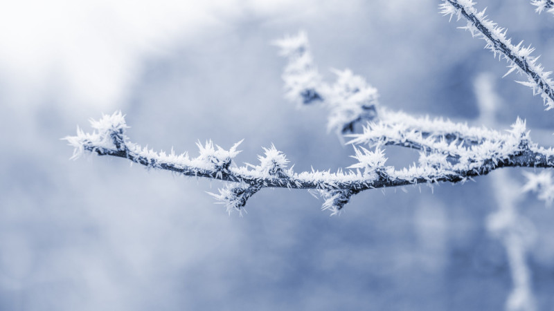 Branche d'arbre couverte de gel