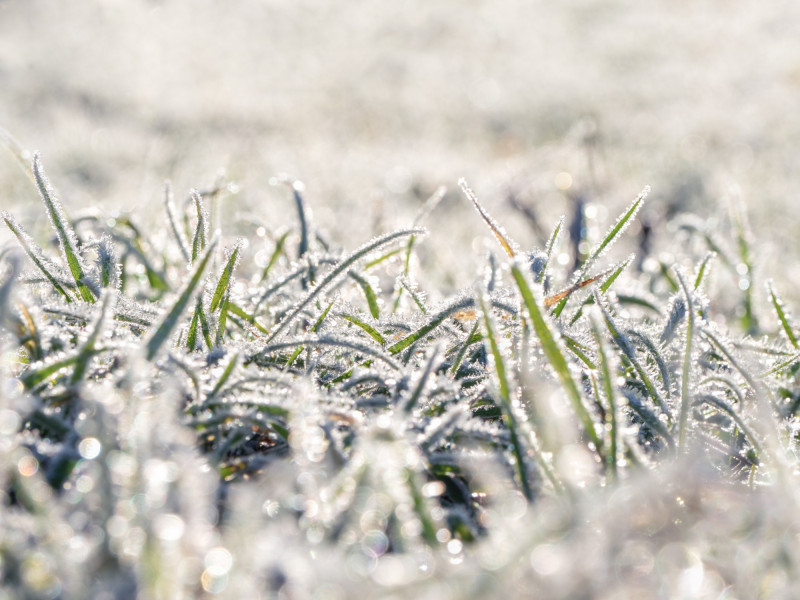 Des herbes touchées par le gel