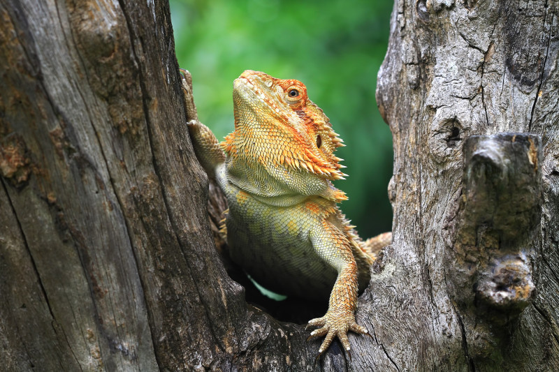 Iguane sur un arbre