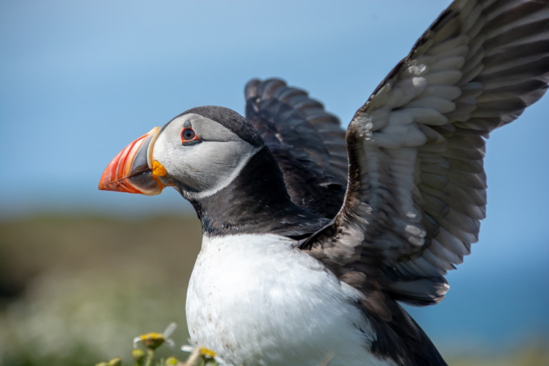 Oiseau macareux moines 