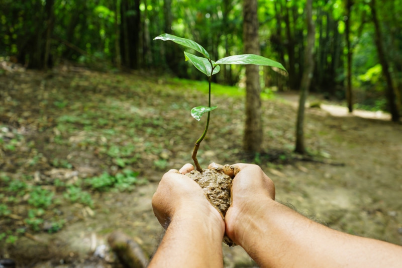 Une main tient un arbre à planter