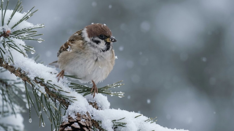 Un oiseau posé sur une branche enneigée