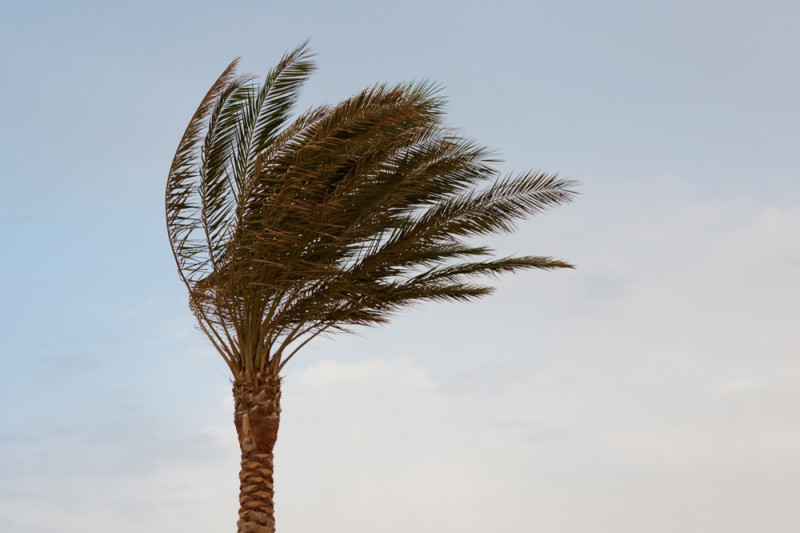 Palmier courbé par le vent