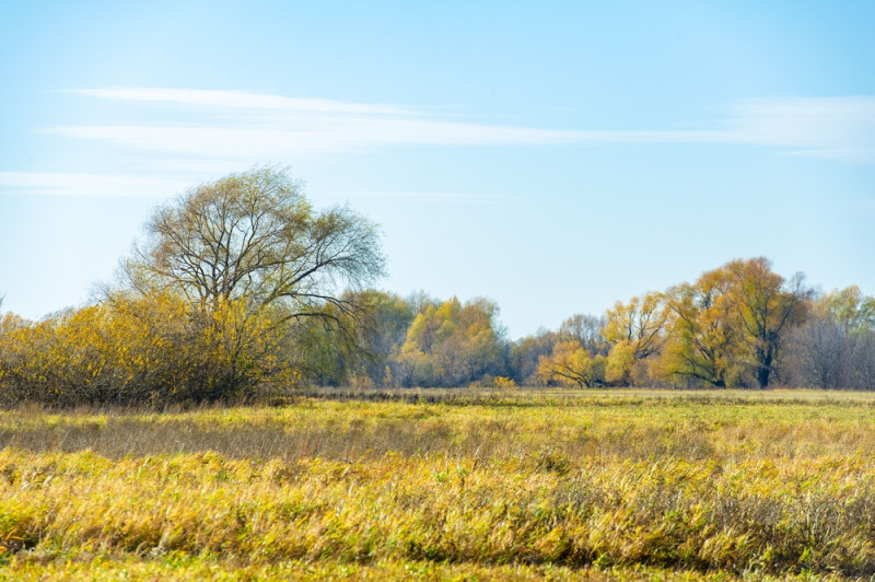 Campagne avec des arbres