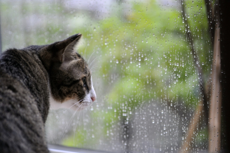 Un chat derrière une fenêtre avec de la pluie