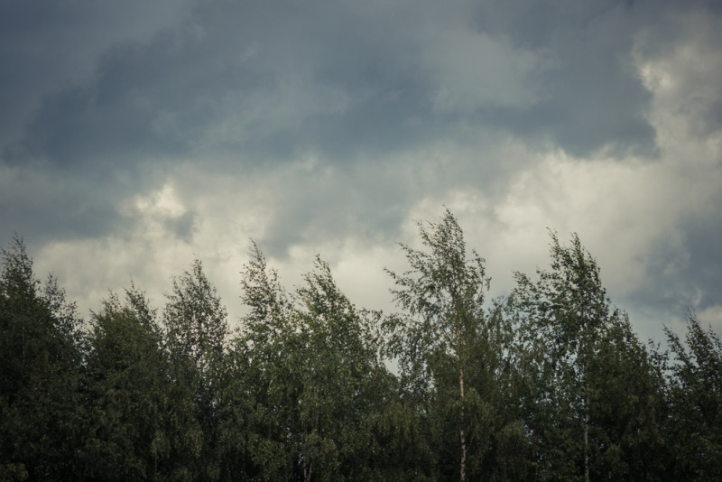 Arbres courbés par le vent