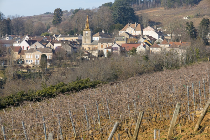Vignes en hiver