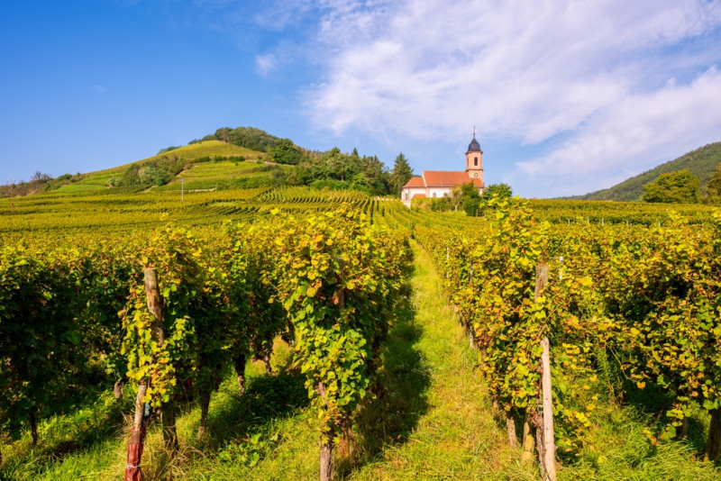 Un vignoble en Alsace