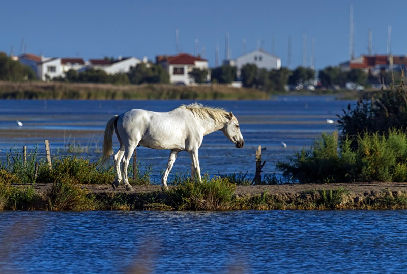 Cheval en Camargue
