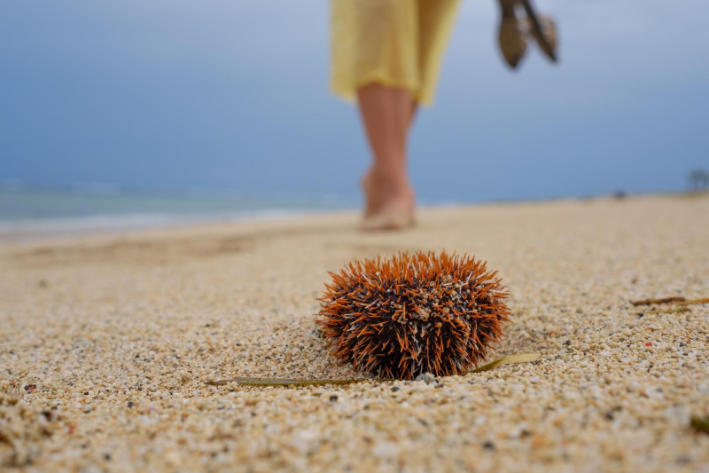 Un oursin sur une plage