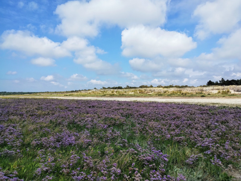 Baie de somme