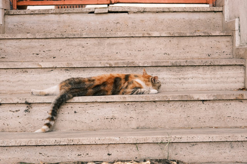 Chat qui dort et a chaud