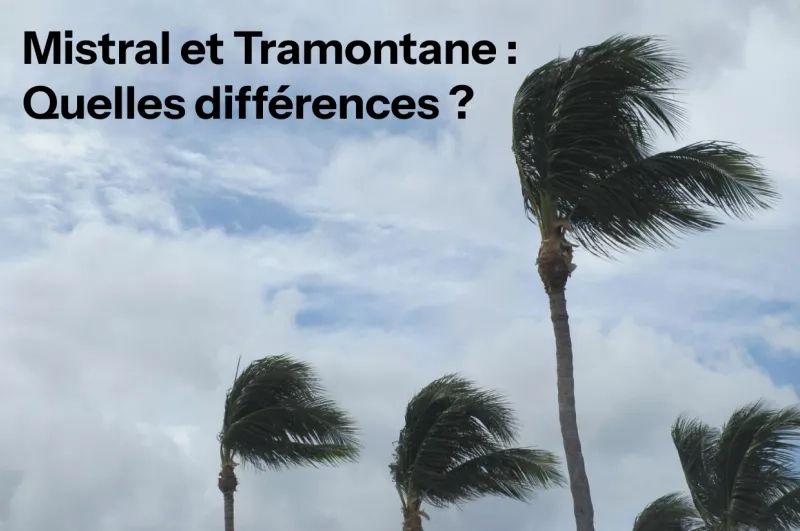 Vent qui balaye des palmiers
