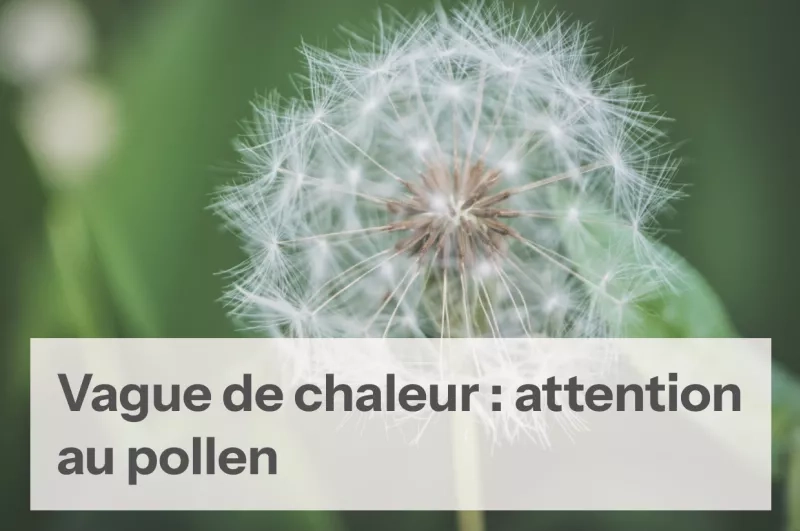 Fleur pollen