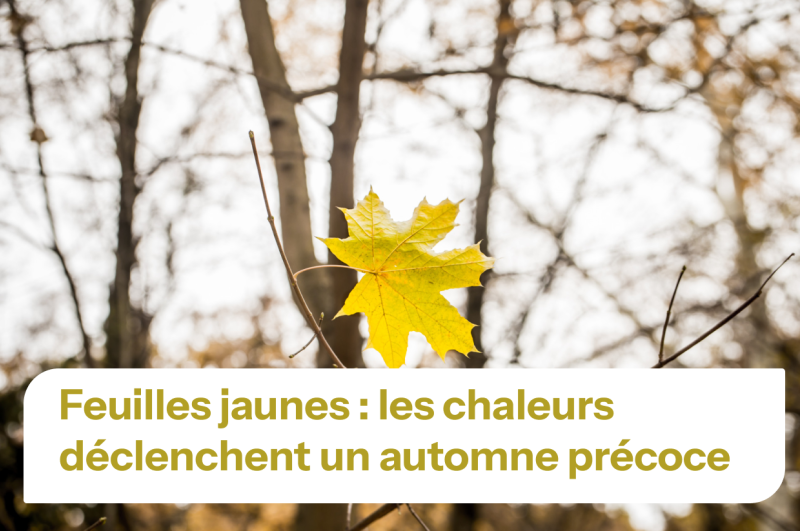 Feuille jaune dans un arbre