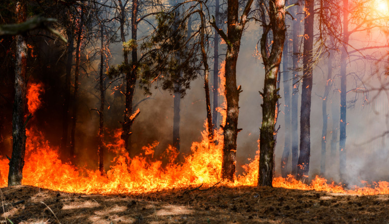 Incendie de forêt