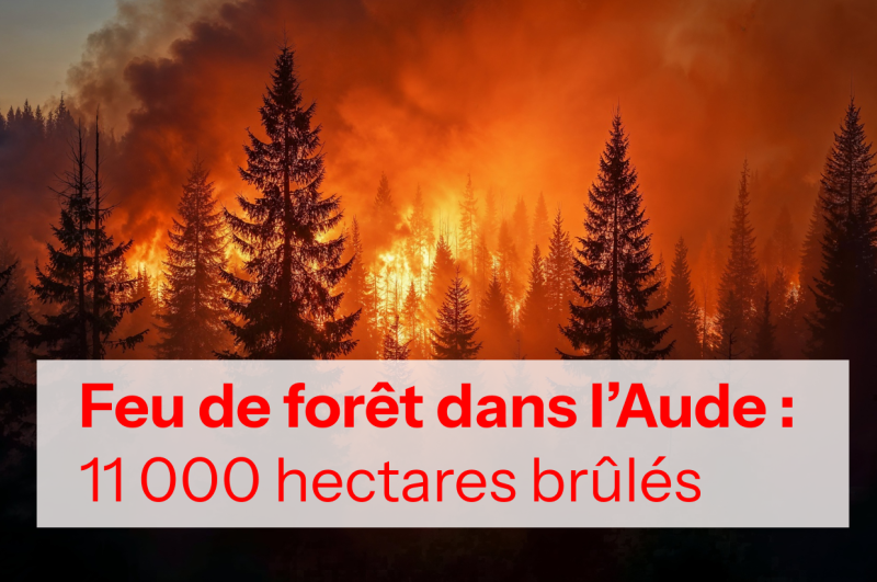 Feu de forêt impressionnant