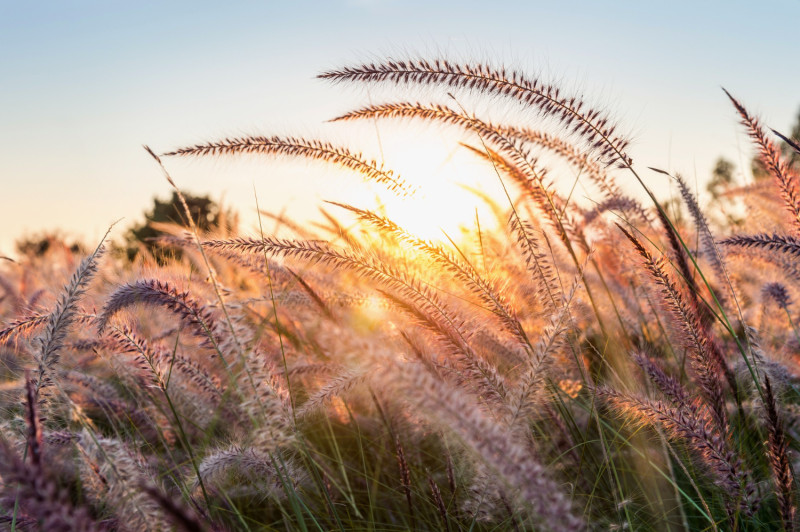 Nature avec champ de blé