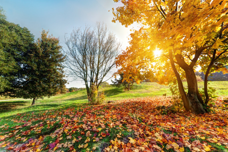 Arbre en automne