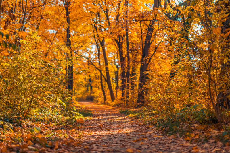 Automne en forêt