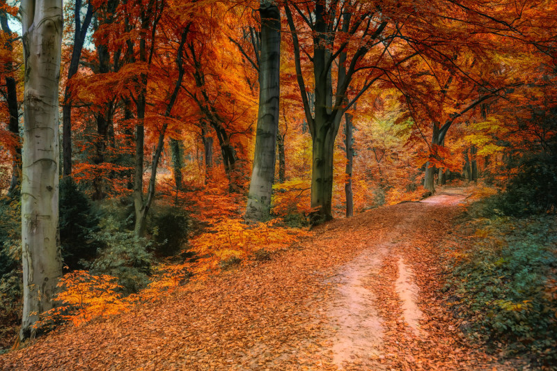 Forêt en automne