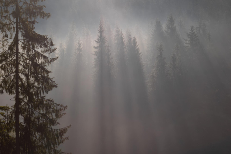 Brouillard dans une forêt