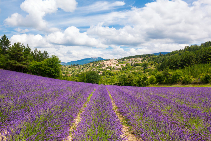 Champ de lavende