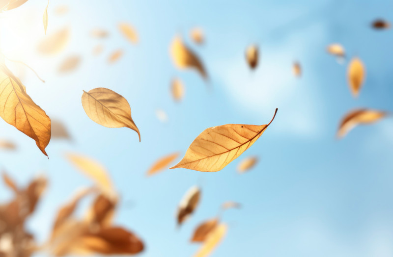 Feuilles emportées par le vent