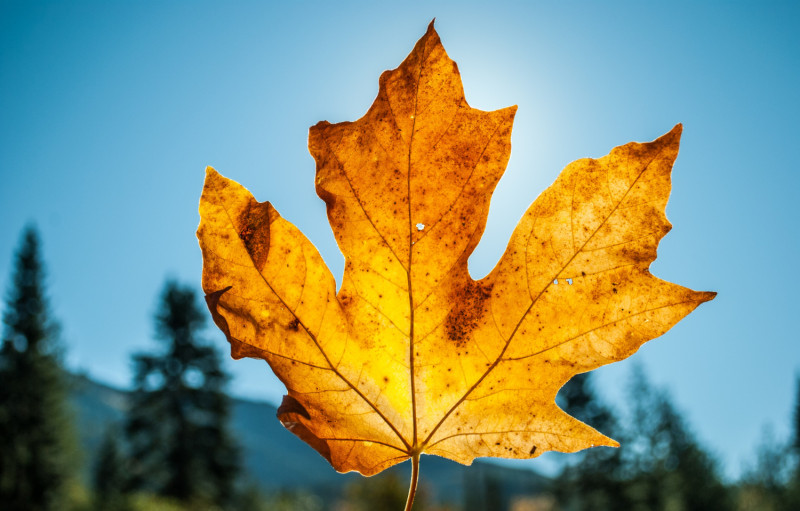 Feuille d'arbre automne