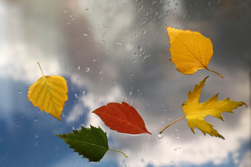 Des feuilles mortes emportées par le vent