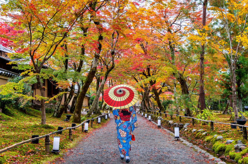 Japon avec érables