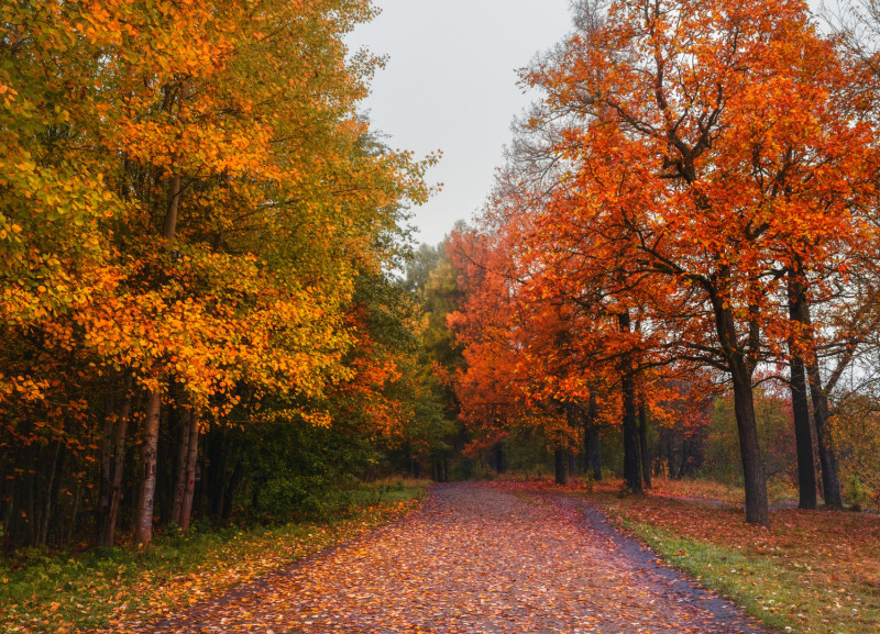 Arbres avec des feuilles d'automne