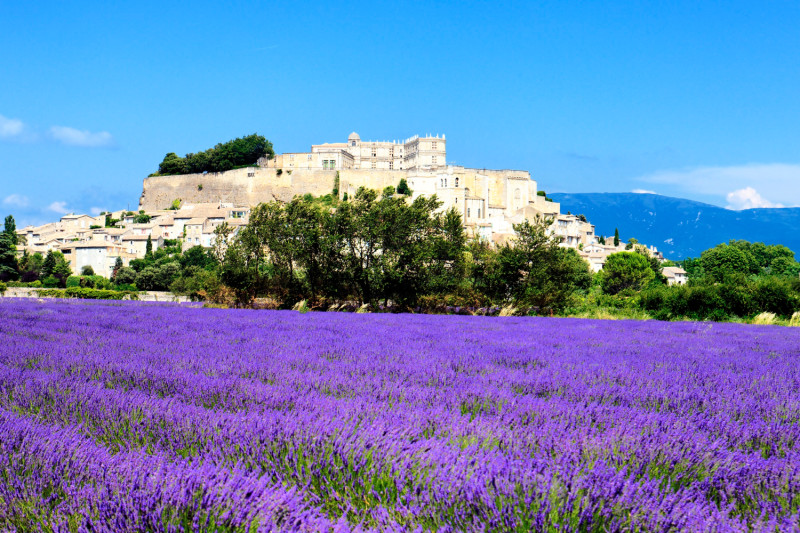 Champ de lavende en provence