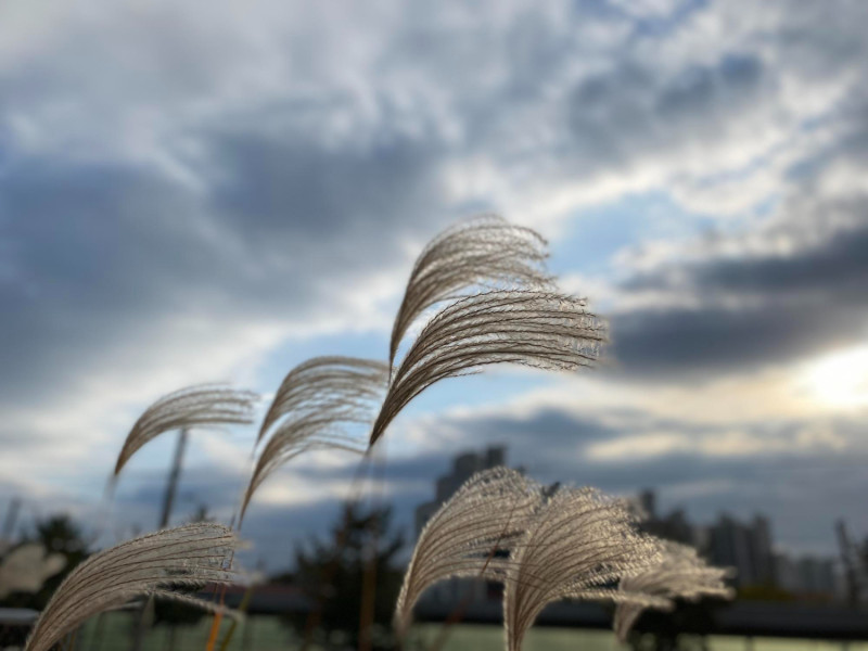 Plantes courbées par le vent