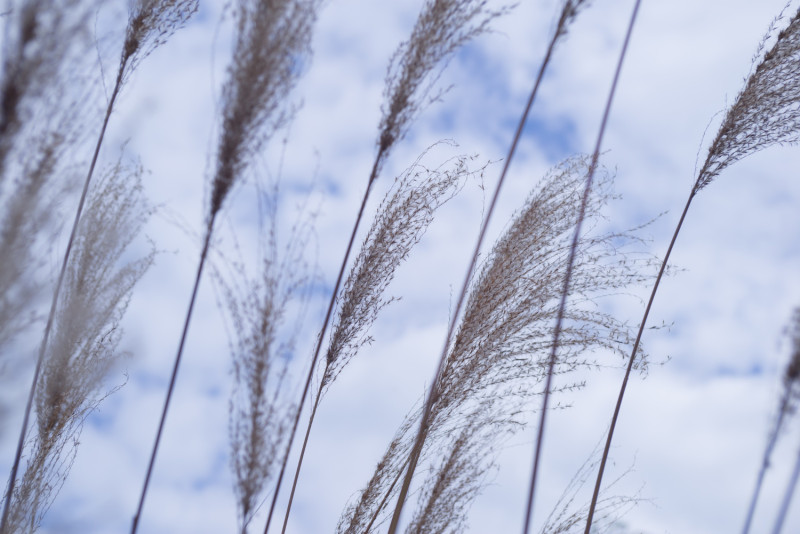 Du vent dans des herbes
