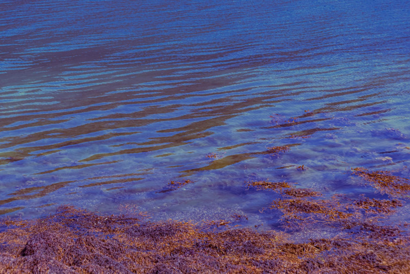 Algues rouges sur une plage