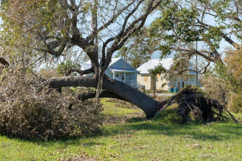 Arbre déraciné