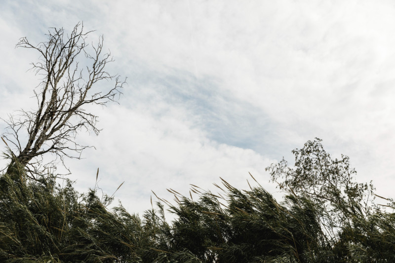 Arbres agités par le vent