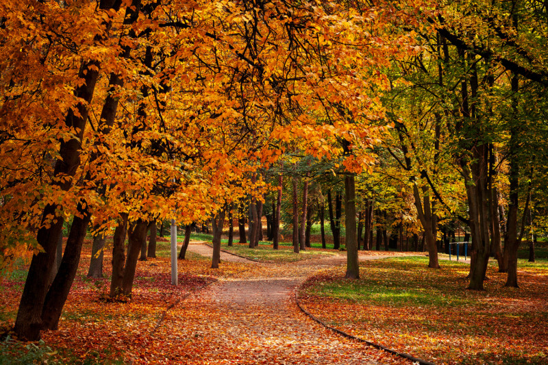 Des arbres en automne