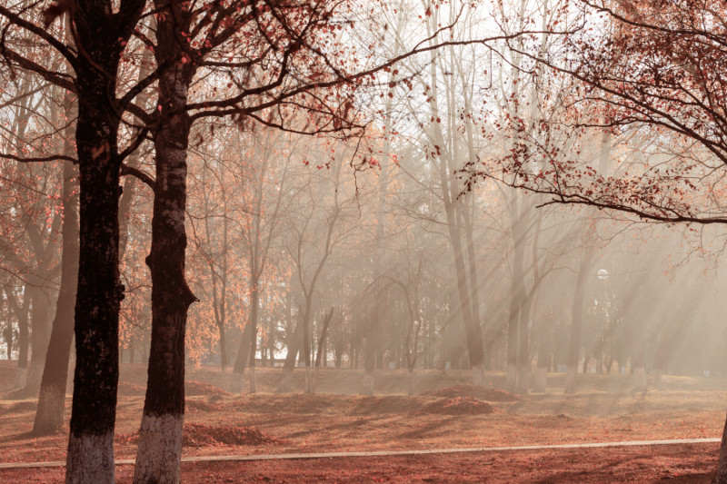 De la brume légère entre des arbres