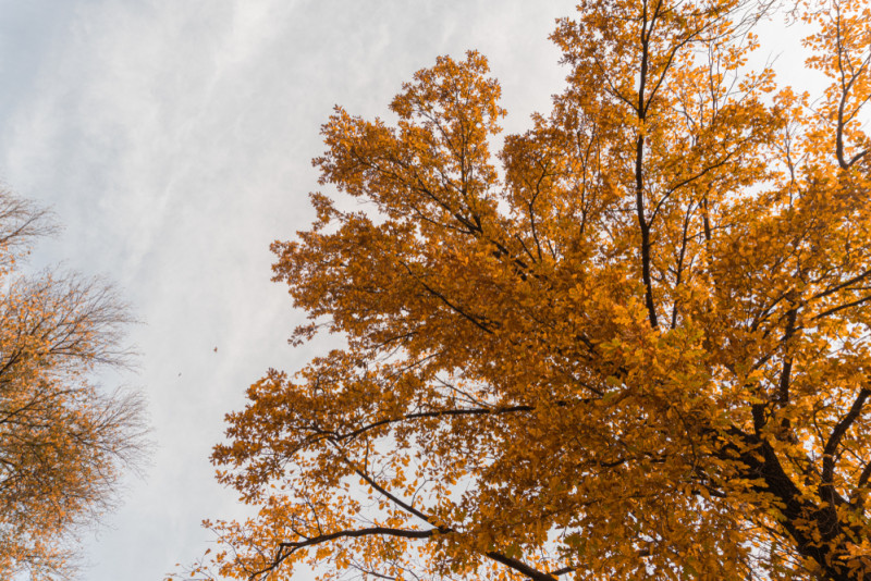 Arbre aux feuilles d'automne et ciel gris