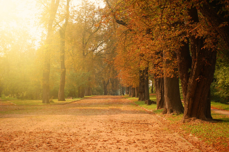 Arbres en automne
