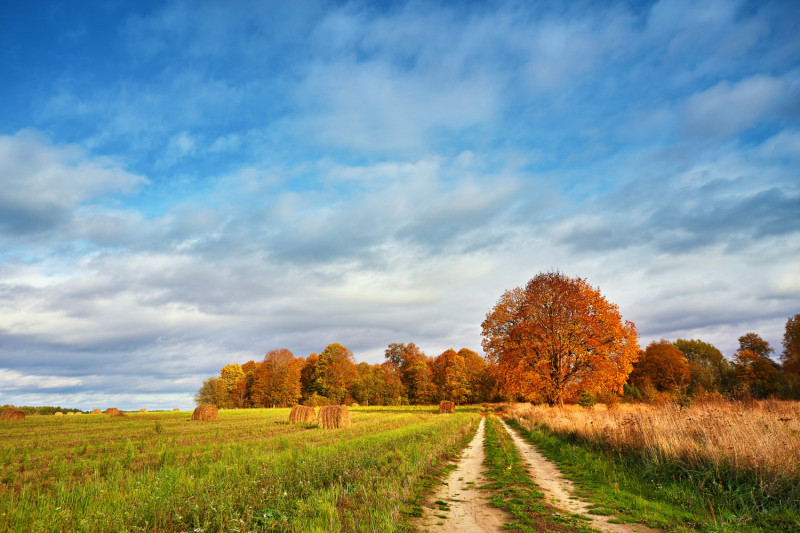 Paysage de campagne à l'automne