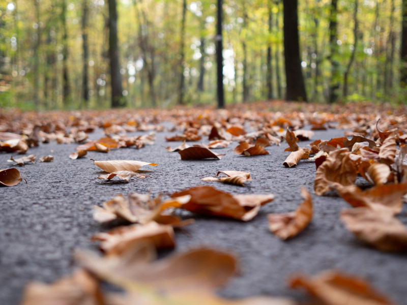 Des feuilles d'arbres sur la route