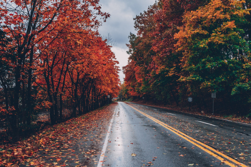 Route entourée d'arbres