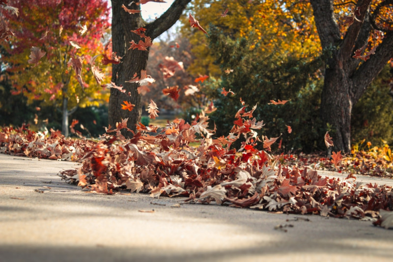 Des feuilles emportées par le vent